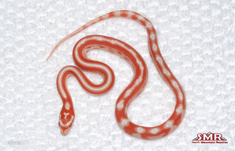 High-white Amel Motley - female