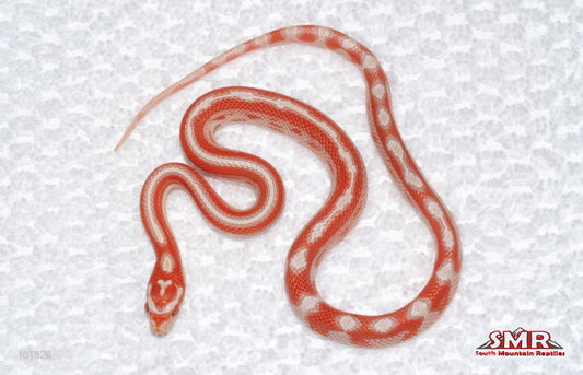 High-white Amel Motley - female