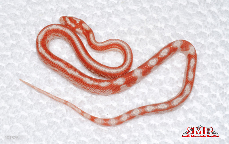 High-white Amel Motley - female