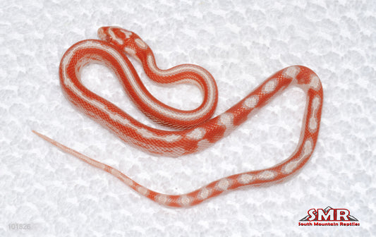 High-white Amel Motley - female