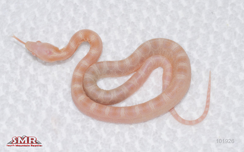 Butter Microscale - male