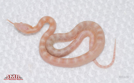Butter Microscale - male