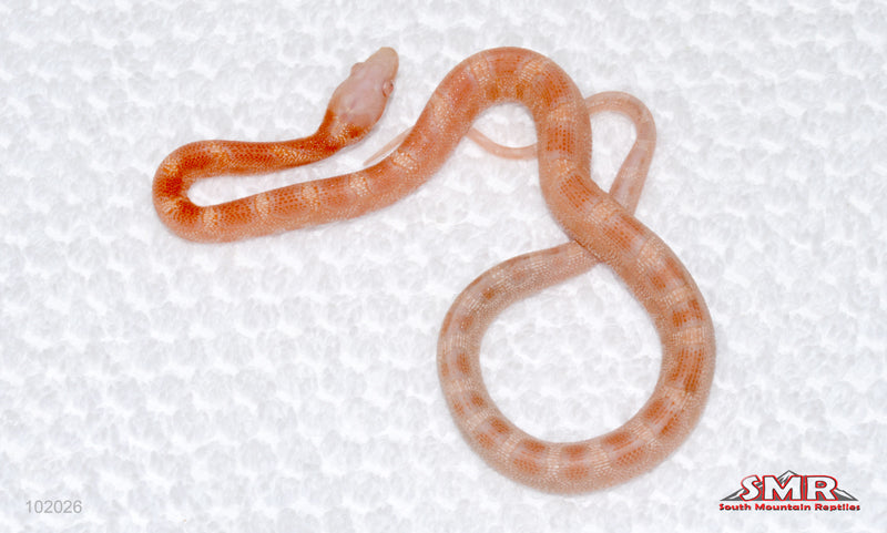 Microscale Reverse Okeetee - male