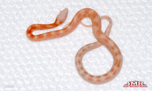 Microscale Reverse Okeetee - male