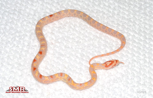 Extreme Reverse Okeetee 14' Female for sale by South Mountain Reptiles