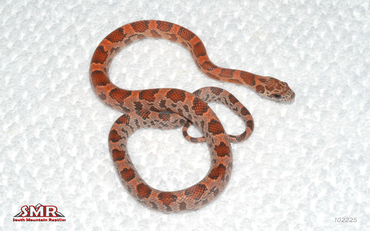 Extreme Sunkissed Okeetee 14" Female for sale by South Mountain Reptiles