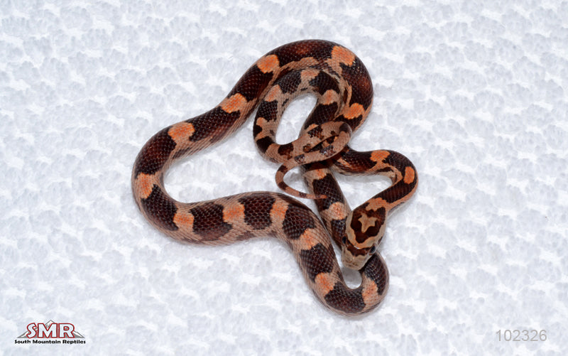 Red Factor Okeetee male