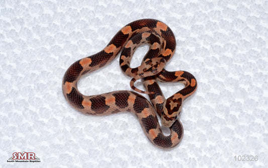 Red Factor Okeetee male