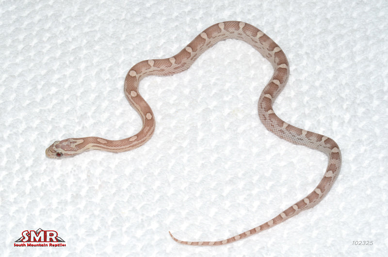 Ultramel Coral Anery Motley 12" Female for sale by South Mountain Reptiles