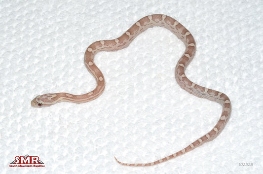 Ultramel Coral Anery Motley 12" Female for sale by South Mountain Reptiles