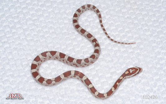 Ultramel female