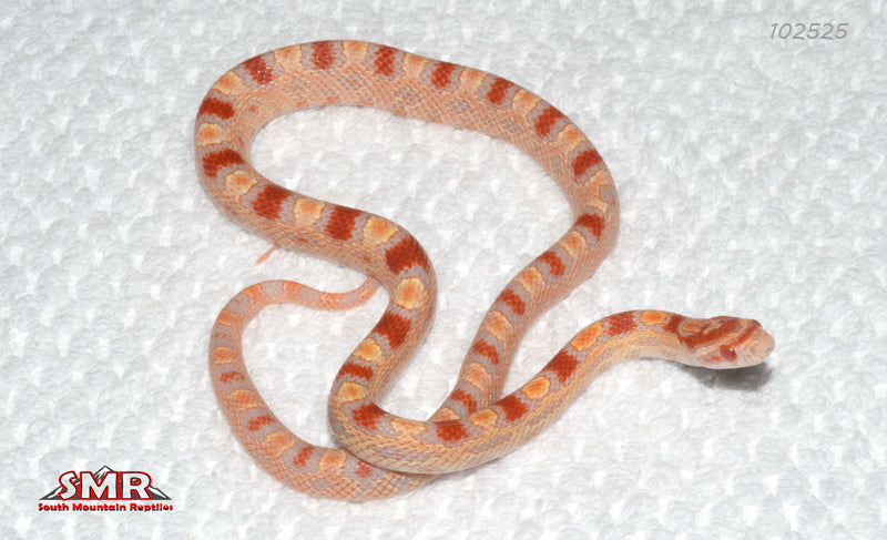 Extreme Reverse Okeetee 15" Female for sale by South Mountain Reptiles