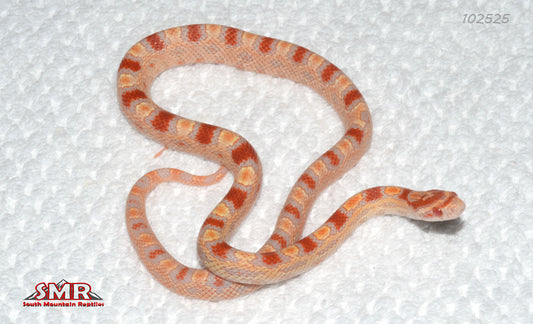 Extreme Reverse Okeetee 15" Female for sale by South Mountain Reptiles