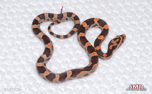 Red Factor Okeetee female