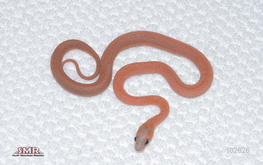 Scaleless Hypo Female