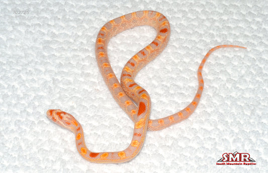 Extreme Reverse Okeetee 14" Male for sale by South Mountain Reptiles