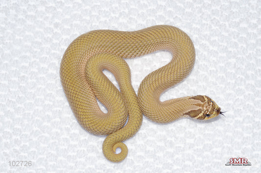 Super ANAconda Hognose male