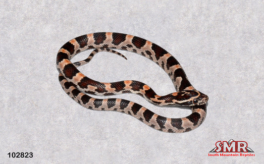 Banded Extreme Okeetee 14" Female for sale by South Mountain Reptiles