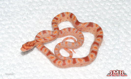 Extreme Reverse Okeetee 15" Female for sale by South Mountain Reptiles
