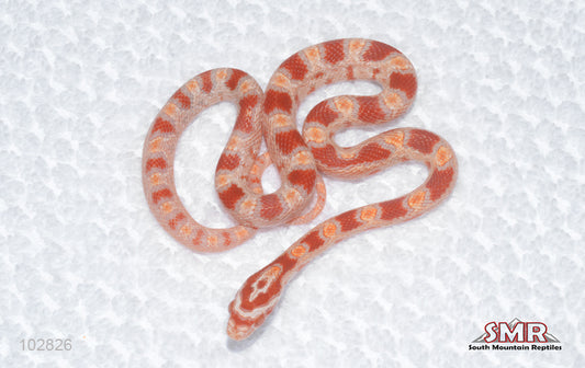 Reverse Okeetee male