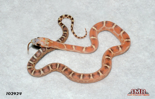 Scaleless 12" Male