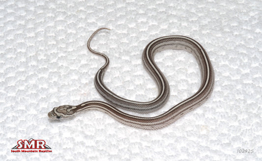 Anery Motley Tessera 11" Female for sale by South Mountain Reptiles