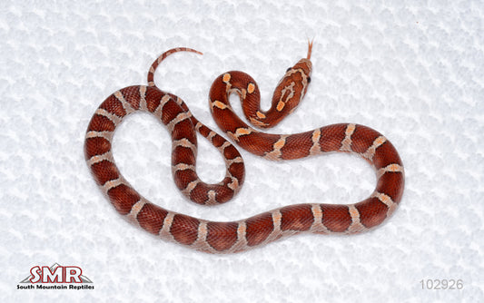 Banded corn Female