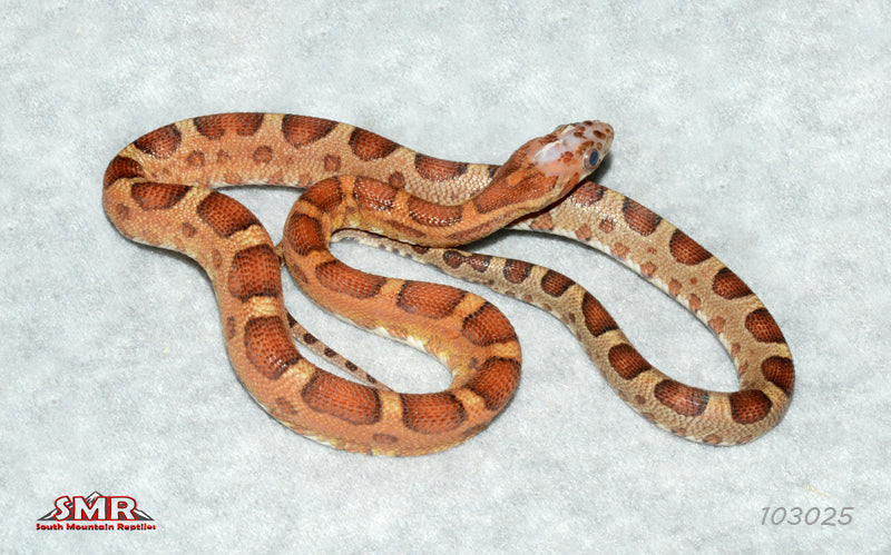 MicroScale 18" Male for sale by South Mountain Reptiles