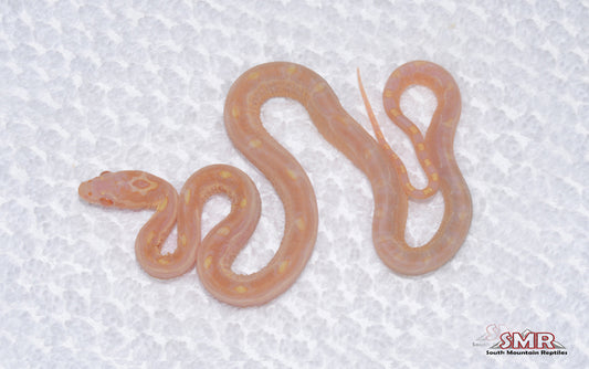 Scaleless Butter male