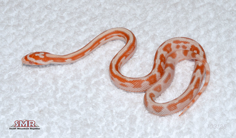 Aberrant Amel Tessera 12" Female for sale by South Mountain Reptiles