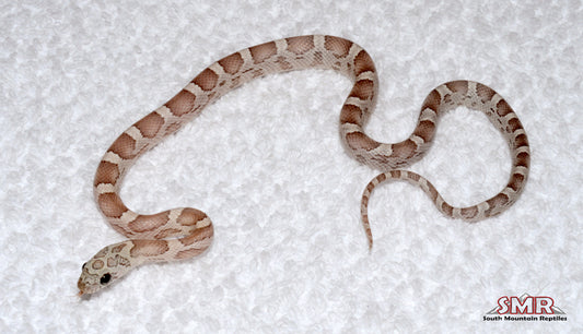 Sunkissed Anery 13" Male for sale by South Mountain Reptiles