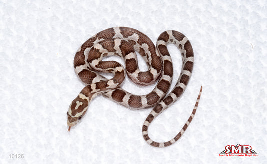 Specter female