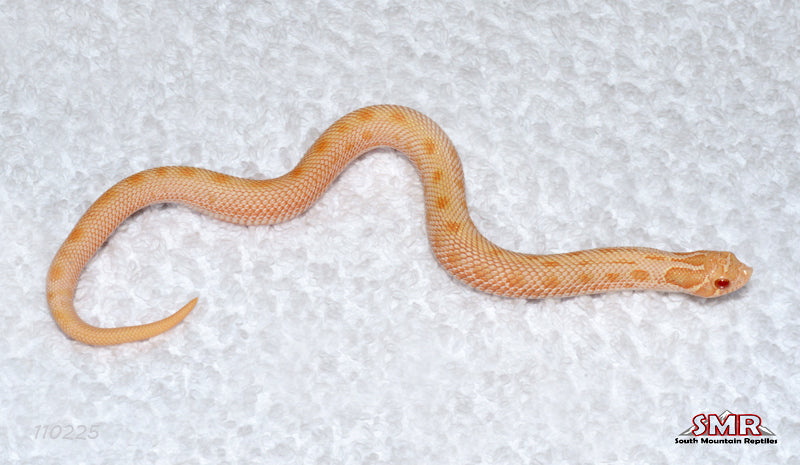 Albino Anaconda Hognose 7" Male for sale by South Mountain Reptiles