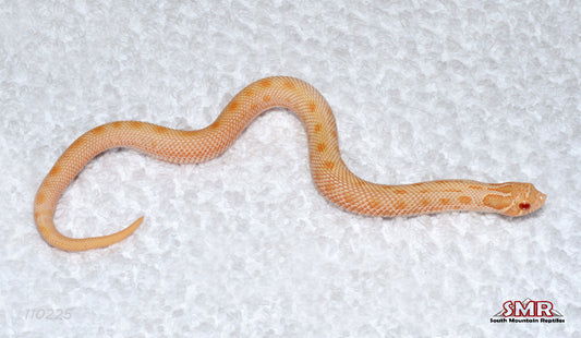 Albino Anaconda Hognose 7" Male for sale by South Mountain Reptiles