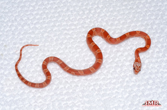 Hypo Bloodred female