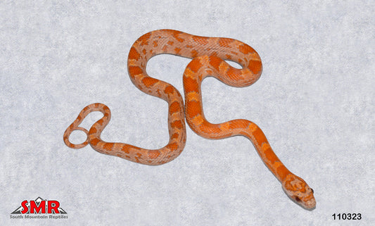 Sunkissed Ultramel 15" Male for sale by South Mountain Reptiles