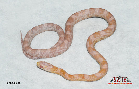 Sunkissed Snow 17" Female