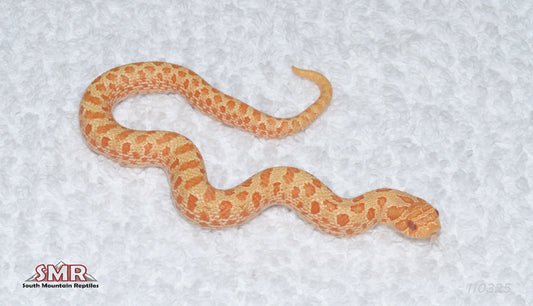 Albino Western Hognose 7" Male for sale by South Mountain Reptiles