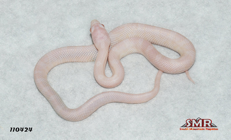 Blizzard 12" Female