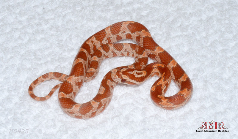 Sunrise Ultramel 13" Female for sale by South Mountain Reptiles