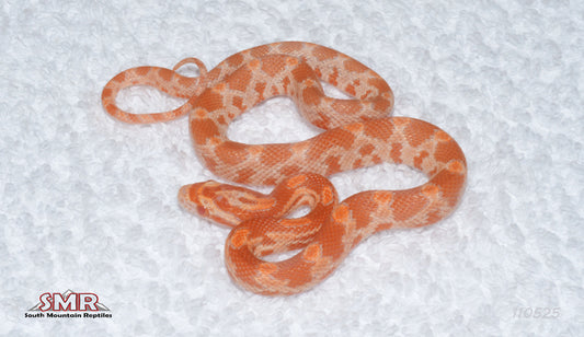 Sunrise Amel Lava 12" Female for sale by South Mountain Reptiles