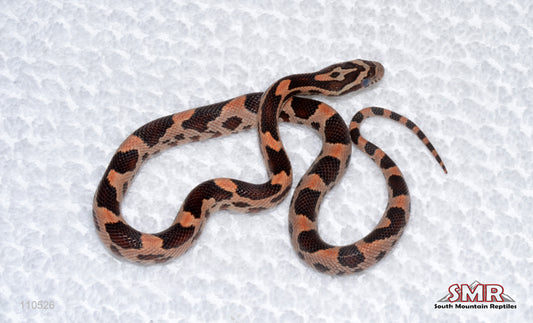 Red Factor Okeetee male
