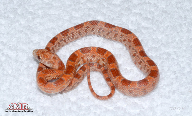 Hypo Sunkissed Extreme Okeetee 13" Male for sale by South Mountain Reptiles
