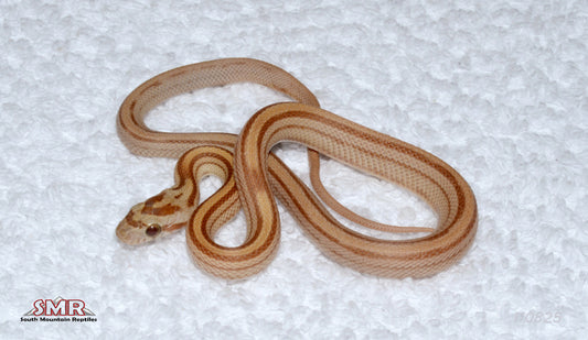 Striped Amber 12" Male for sale by South Mountain Reptiles