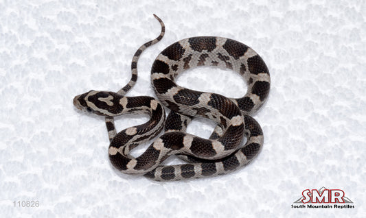 Black Specter male