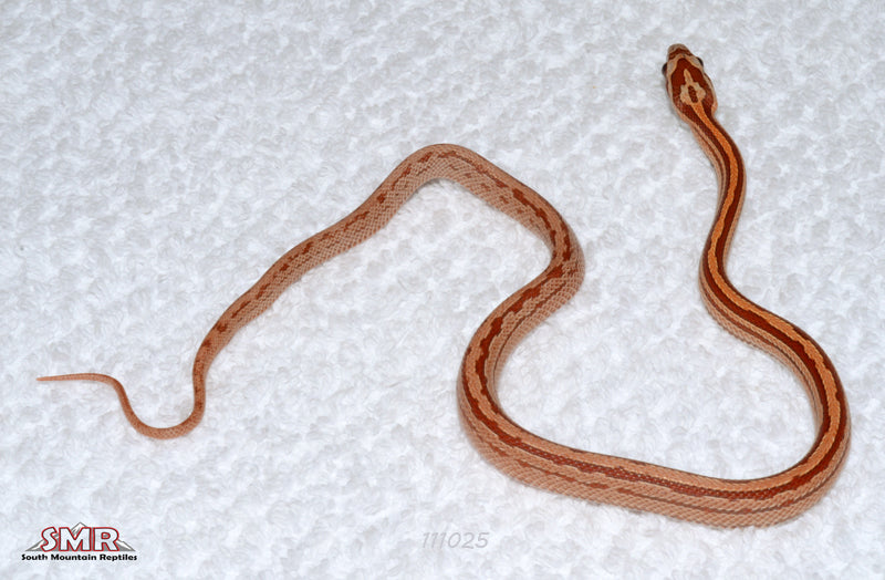 Terrazzo 12" Female for sale by South Mountain Reptiles