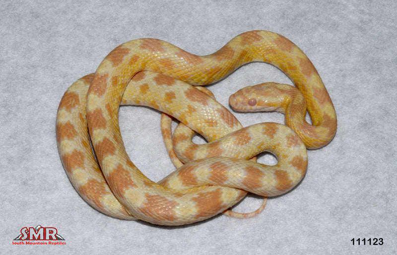 Butter 28" Female