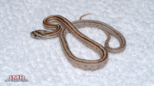 Kastanie Terrazzo 12" Male for sale by South Mountain Reptiles