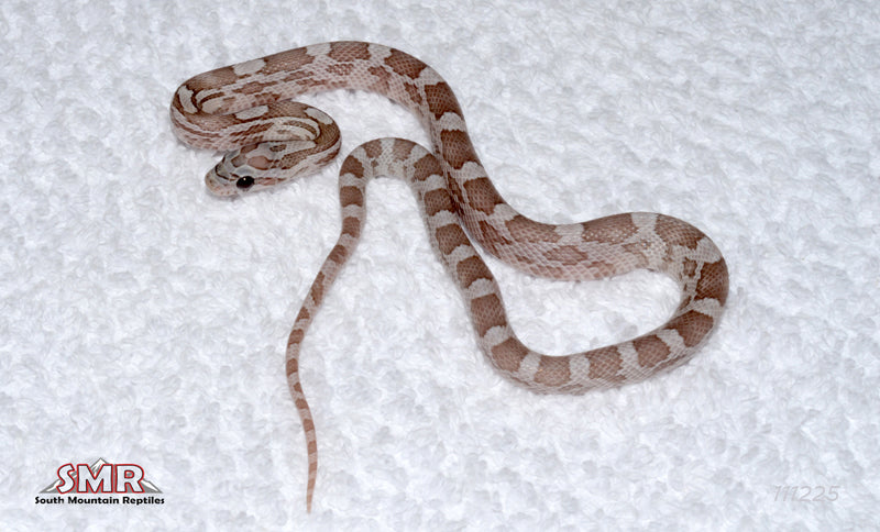 Lava Kastanie 12" Male for sale by South Mountain Reptiles