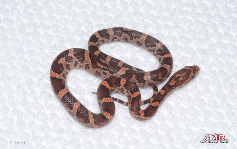 Red Okeetee Female
